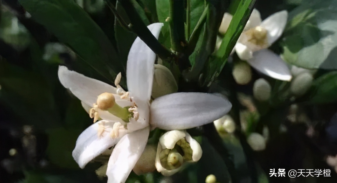 脐橙树苗种植技巧,脐橙树要什么样的树形最好