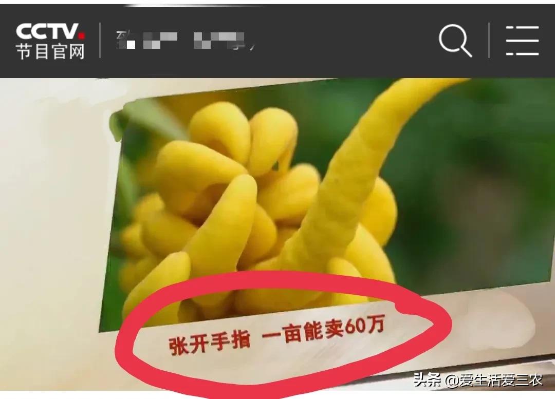 小青柑种植前景,种植佛手柑的经济效益