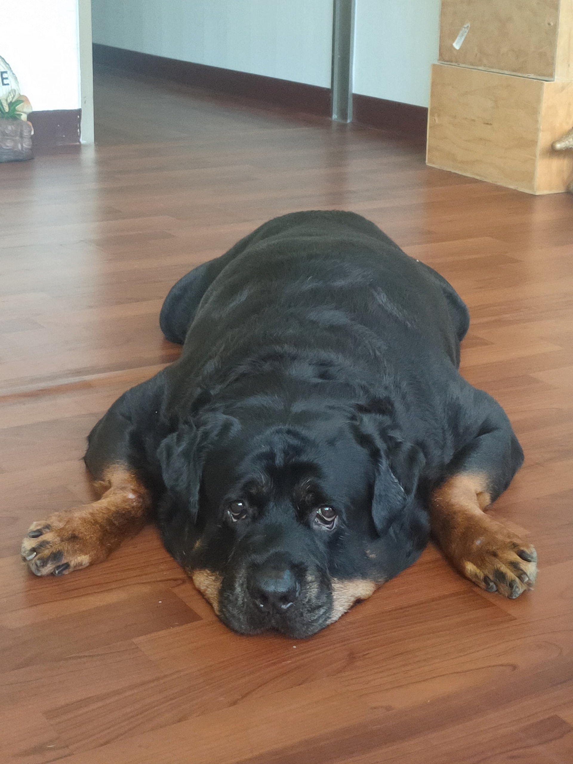 罗威纳成为奶奶的拐杖,120斤罗威纳犬视频