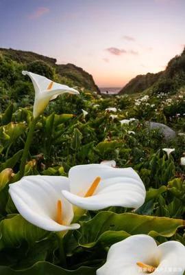 马蹄莲观赏内容,一盆马蹄莲