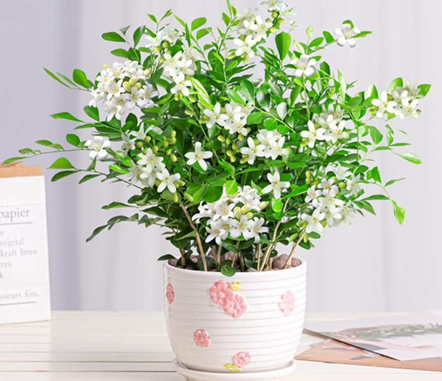 居家最适合摆放的花卉,最好的屋子里面摆放的各种花卉