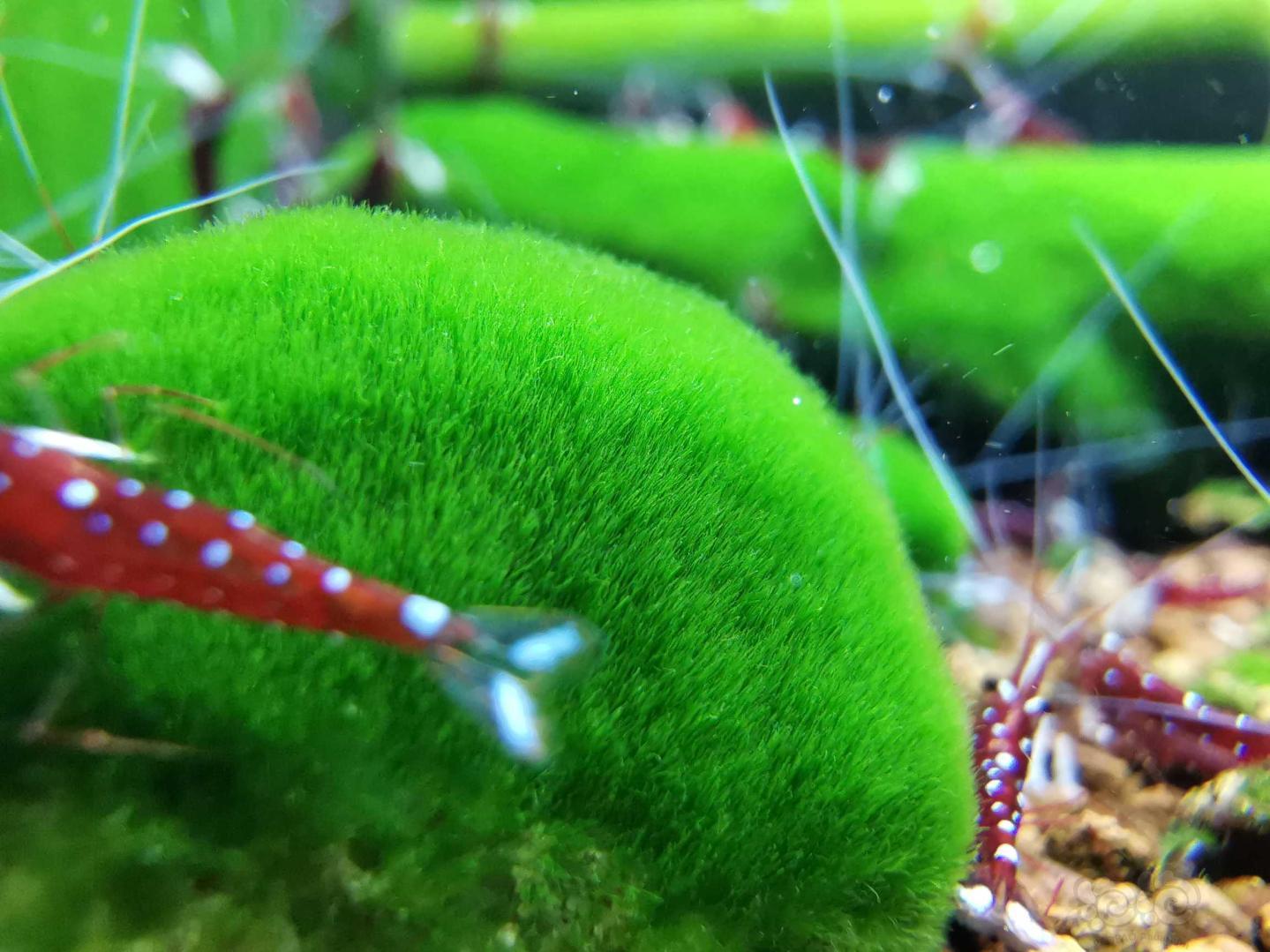 苏虾繁殖方法视频讲解,苏虾开缸教程及饲养心得