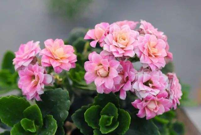 搬家买什么绿植招财,搬家买什么花旺财