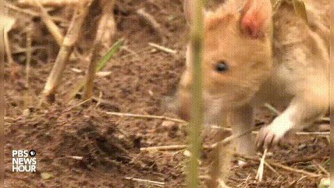 扫地雷、探结核,非洲巨鼠救了很多人性命,究竟是怎么一回事?