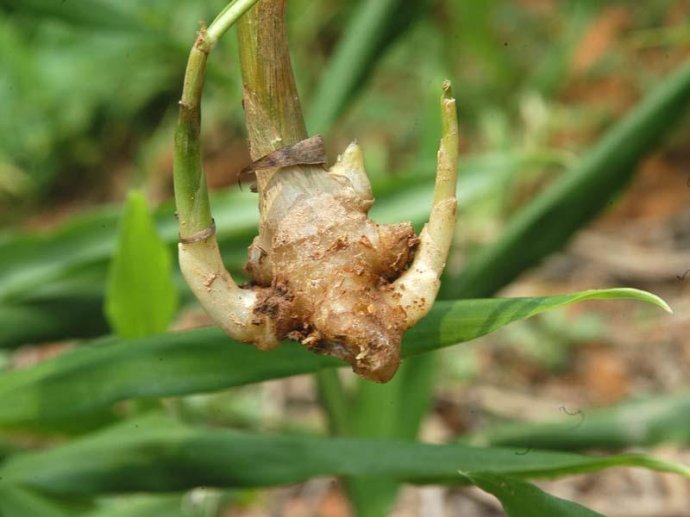 种植生姜前姜种怎样消毒,生姜露天种植方法生姜苗期管理
