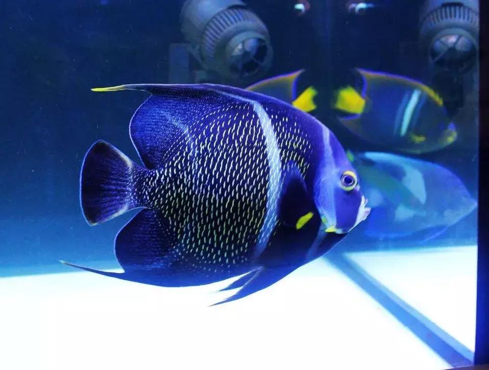 fot海水观赏鱼,fot鱼品种