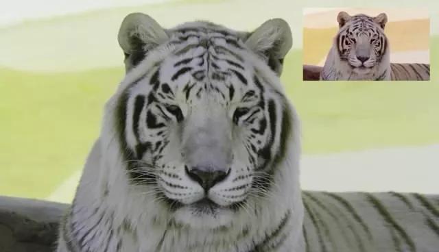 色盲看到真实的世界,色盲眼里的世界是怎么样的图片