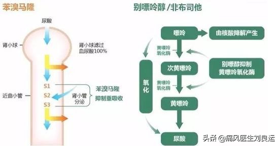 痛风引起的肌酐高怎么治疗,痛风肌酐高需要看肾内科吗