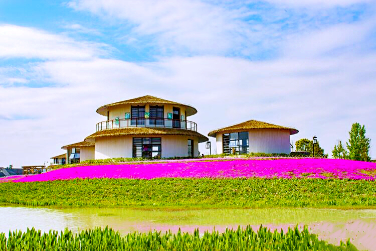 河北芝樱丛生福禄考种植基地,上海芝樱丛生福禄考报价