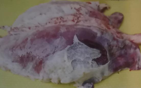 仔猪副猪病症状有哪些,哺乳仔猪副猪嗜血杆菌怎么治