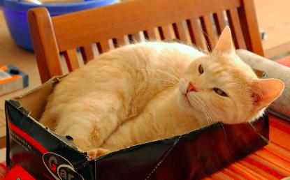 猫粮选款指南,猫粮怎么选购视频