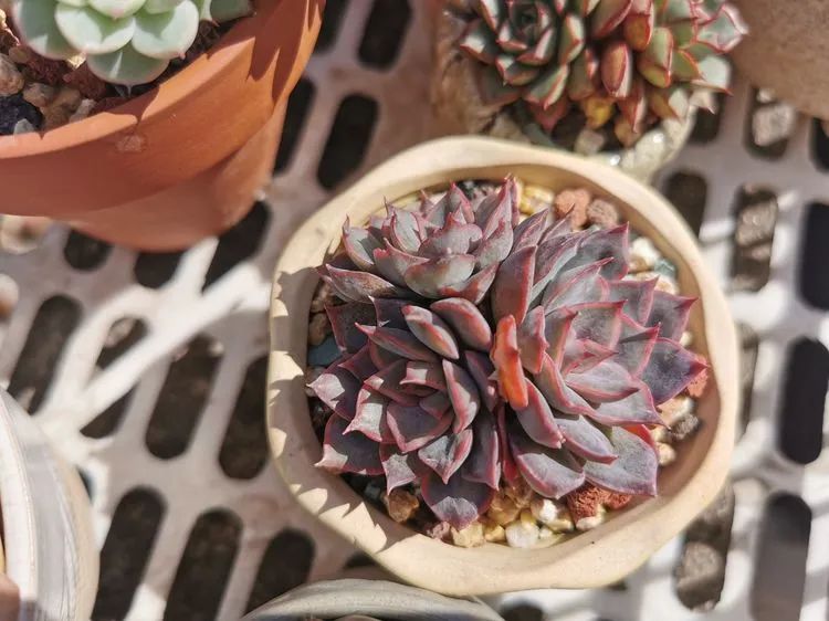 我和多肉,我与多肉