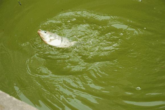 鸣翠湖垂钓开放时间,鸣翠湖养心岛垂钓