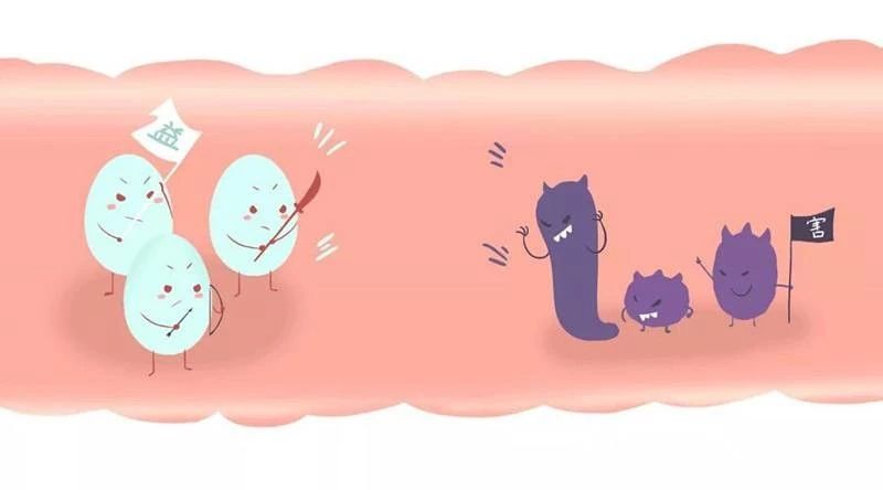 猫用什么益生菌最好,什么益生菌对猫好又见效快