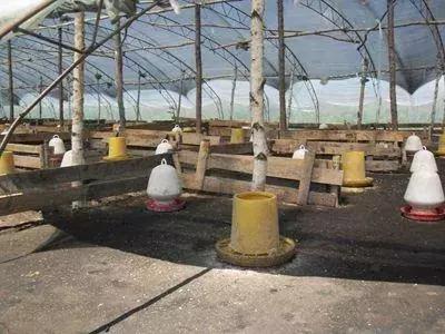 学会养殖技术,学会这技能赚钱不发愁