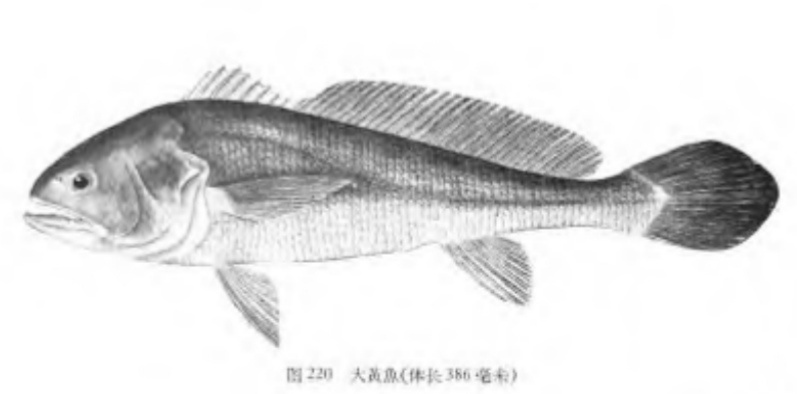 大黄鱼这么贵是因为营养更高吗,野生大黄鱼的五个不一样