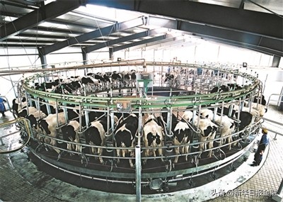 卫岗奶业集团,卫岗乳业驰援南京