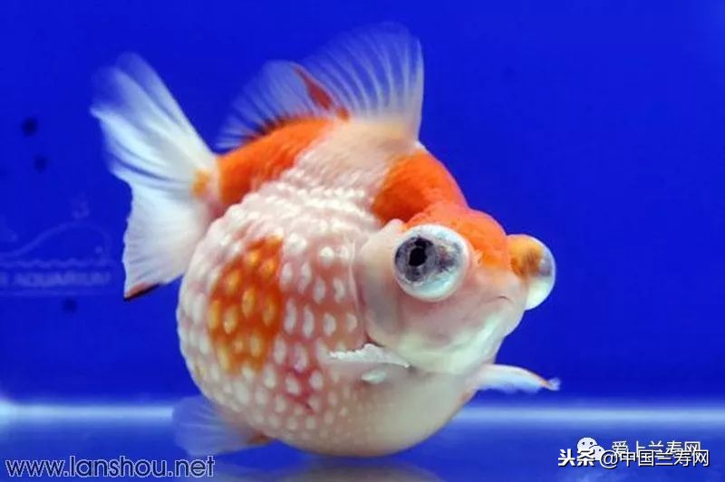 十大最稀有的金鱼品种,比较大的金鱼品种有哪些