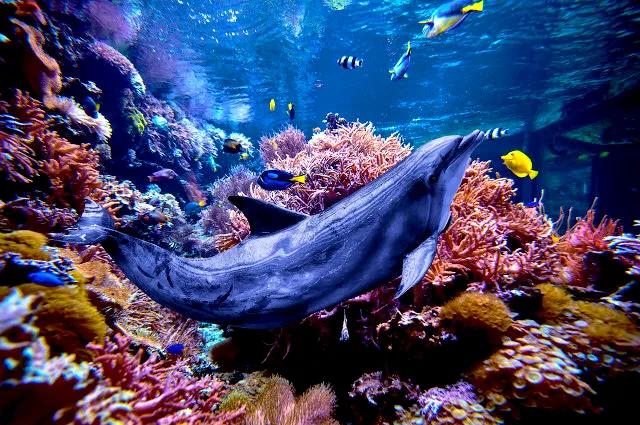 带你们看一下神奇的海底世界,高清60帧海底世界