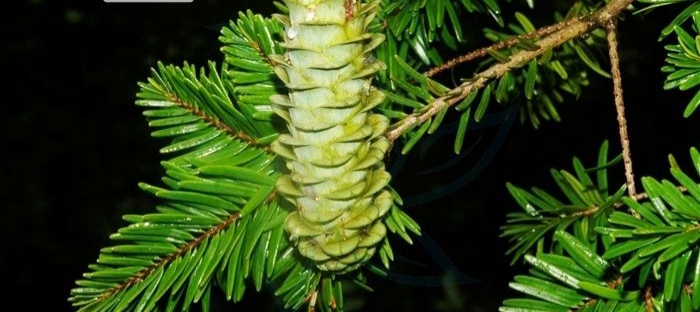 铁木材质有什么特点,铁木有哪些特征