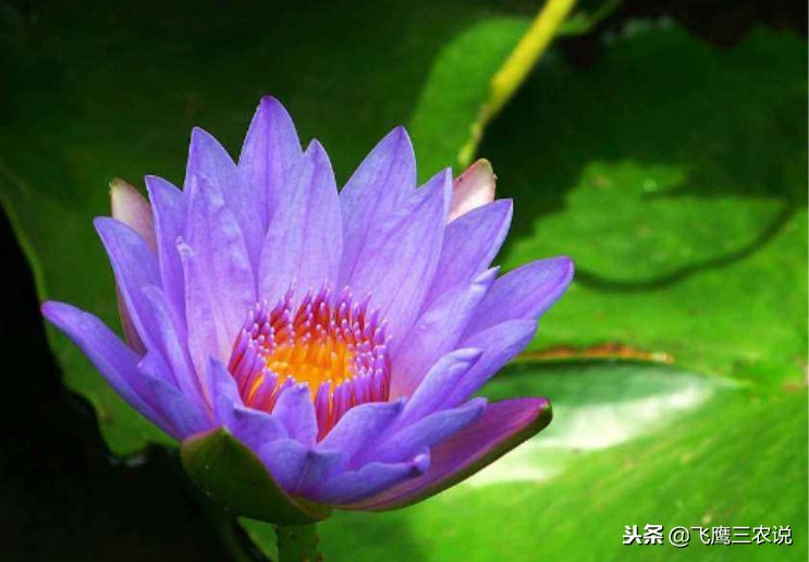 植物睡莲的种植方法有哪些,四季开花的睡莲怎么种植不需要土