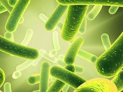 益生菌可以缓解婴儿肠绞痛吗,益生菌能防止婴儿肠绞痛吗