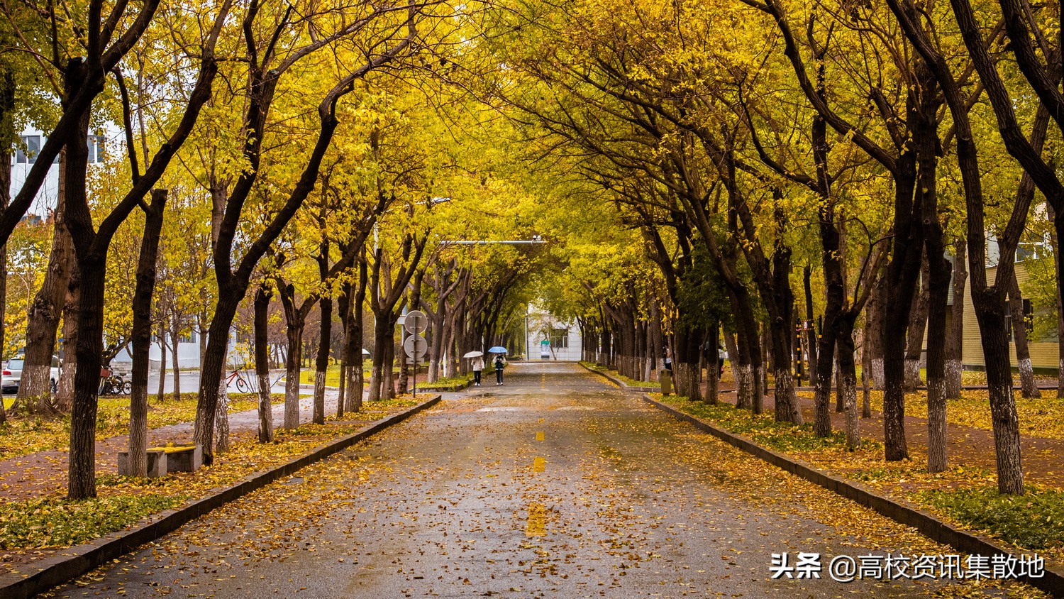 东北农大是211或是985的院校吗,东北农业大学是双一流建设高校么