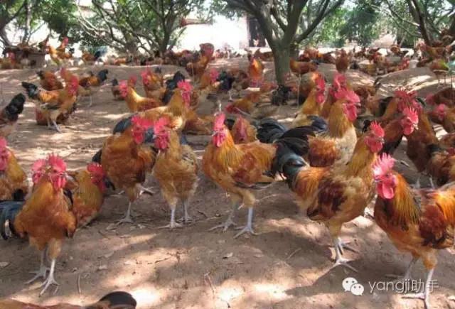 怎么样才能知道土鸡是什么样的,如何知道土鸡缺少什么营养