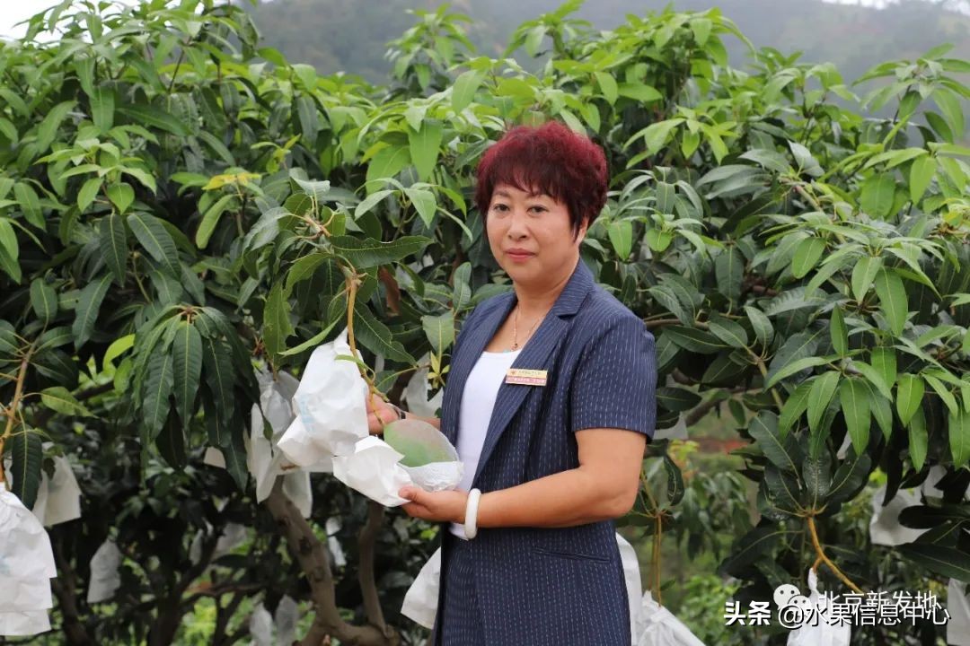 水果大王们生意经,水果生意经