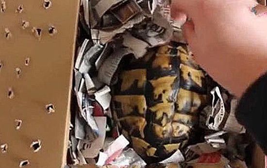 乌龟迟迟不能冬眠会不会饿死,乌龟冬眠一直不爬出来