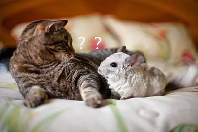 猫咪现在好上分吗,老鼠的克星猫咪