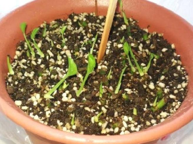 绿萝为什么养到最后变黄变蔫掉了,绿萝换土后发蔫发黄