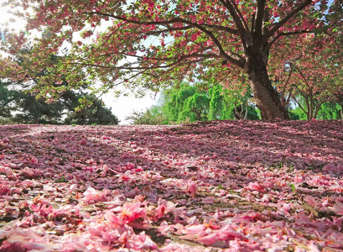 北京春游踏青赏花路线,2022年北京市春游踏青有好地方吗