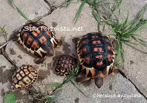 骄傲的乌龟,骄傲的乌龟图