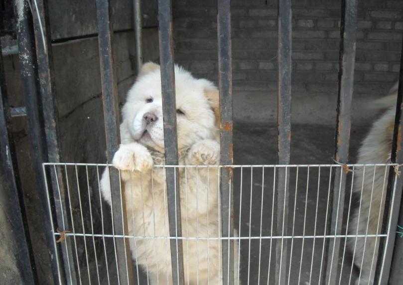 松狮犬的5大缺点难怪那么少人养,松狮犬的作用和用途