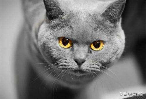 猫咪咳嗽是什么病引起的,猫咪咳嗽提示什么疾病