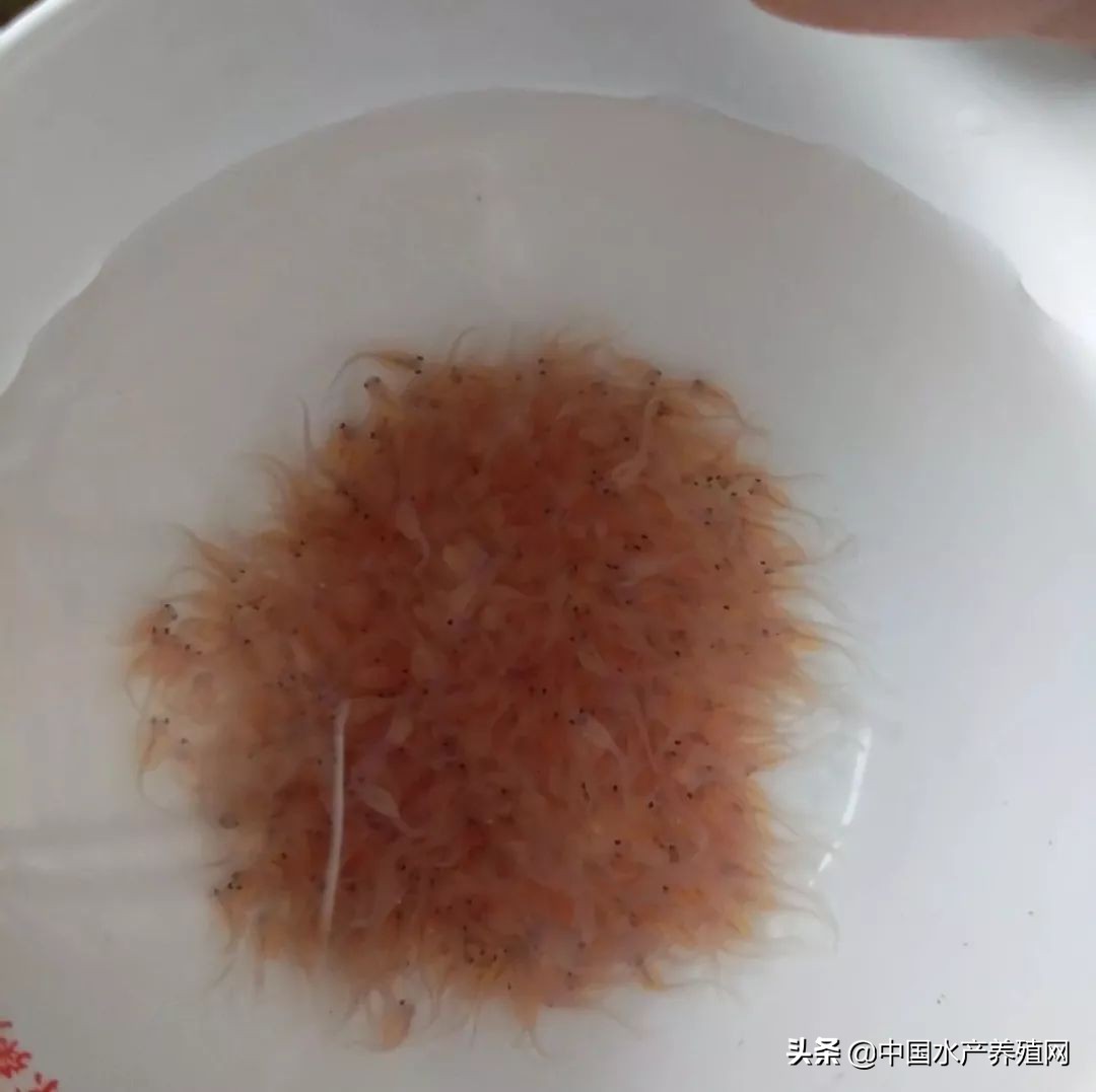 叉尾鮰水花,叉尾鮰小苗成活率高吗