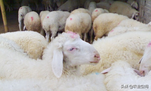 绒山羊怎么饲养产绒多,绒山羊靠什么挣钱