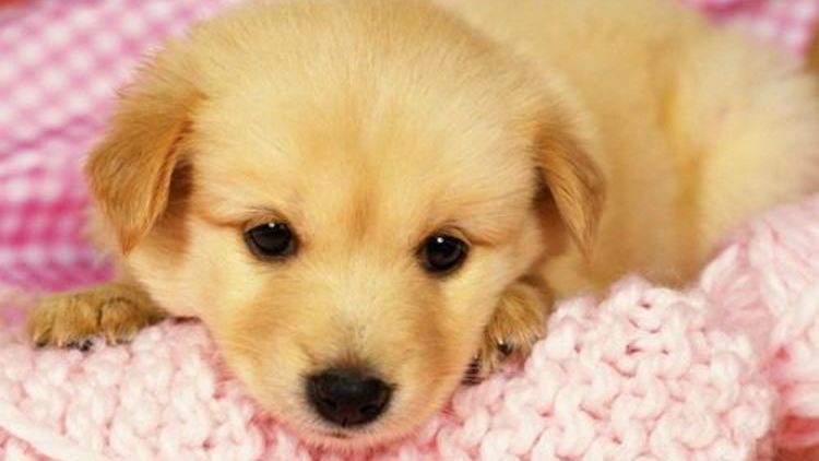 狗狗临产前像月经出血,狗狗临产前为什么爱吃东西