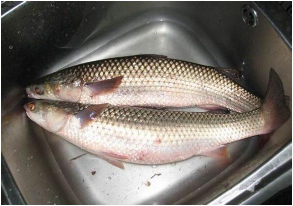 看图识海鲜，这些水产海鲜你都认识吗？