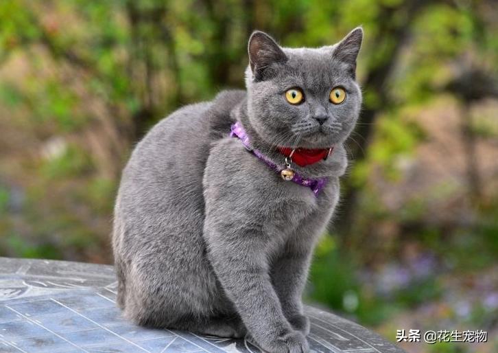 英短蓝猫为什么不建议养,养英短蓝猫一个月多少钱啊