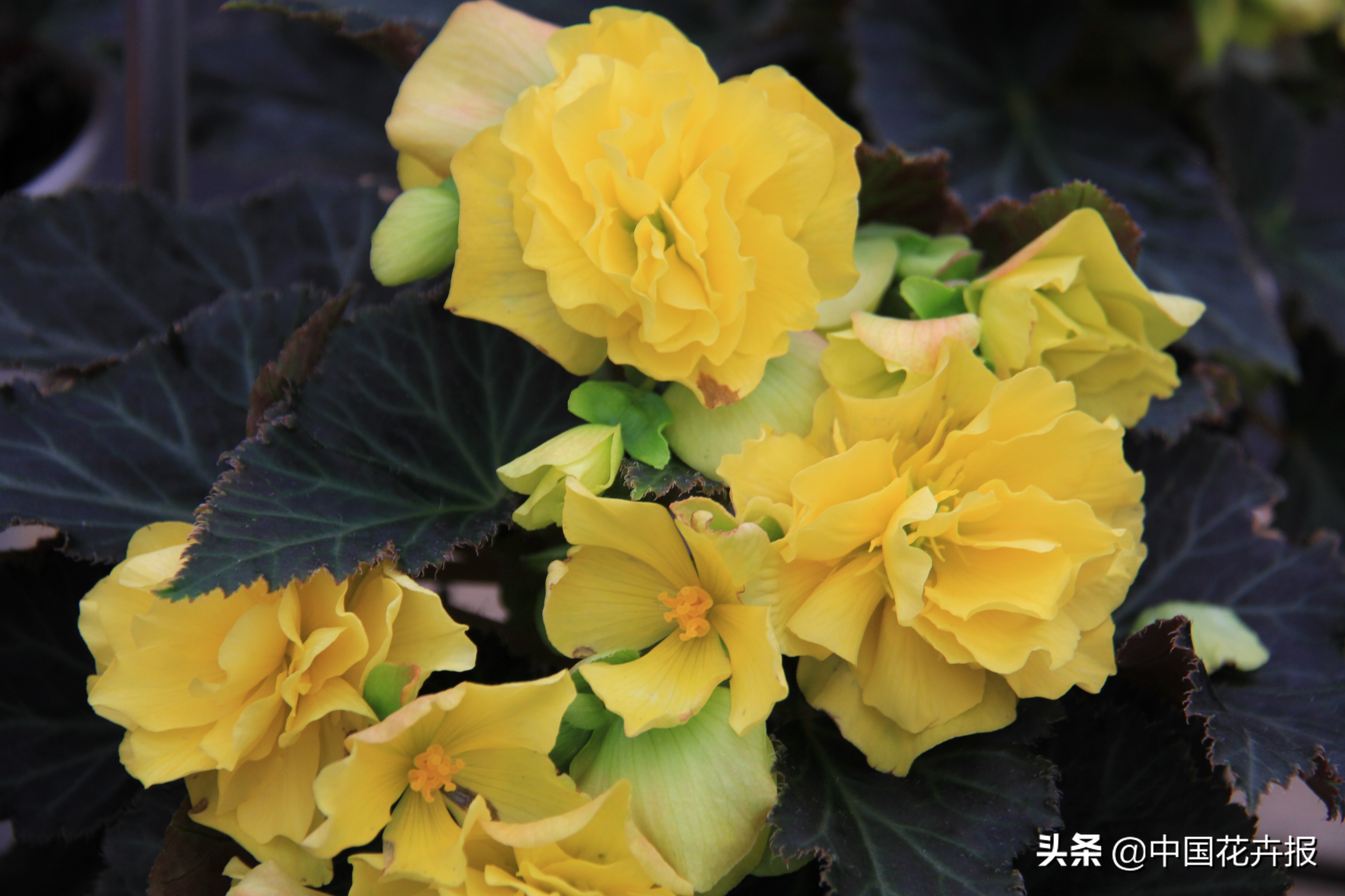 花园必备植物大全,花园常用植物科普