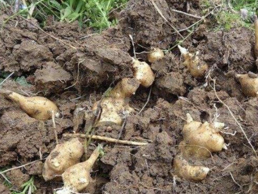 农村野草像洋姜,农村一种野姜是杂草