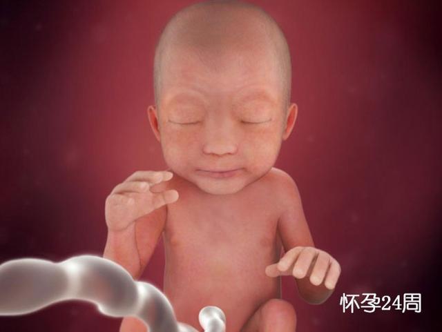胚胎发育图1-40周孕妇,胎儿在子宫发育全过程