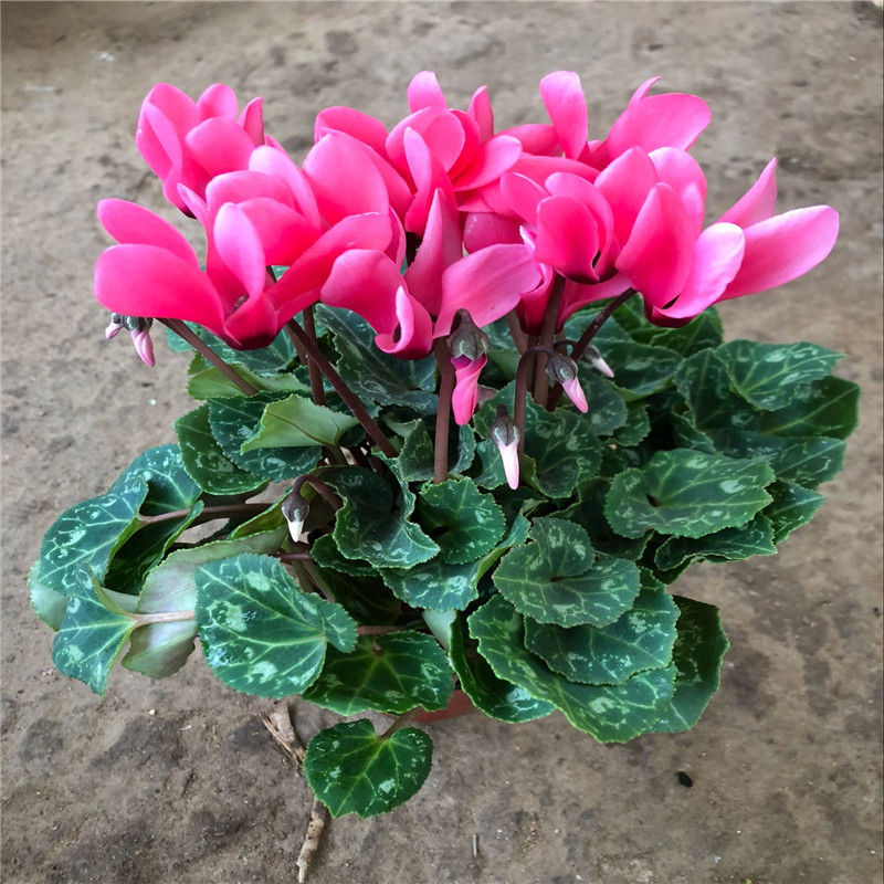 好养的盆栽花卉大全,人养花花