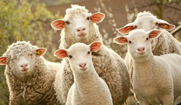 “做号*党**”揭秘暴利江湖：雇上千小编年入3亿