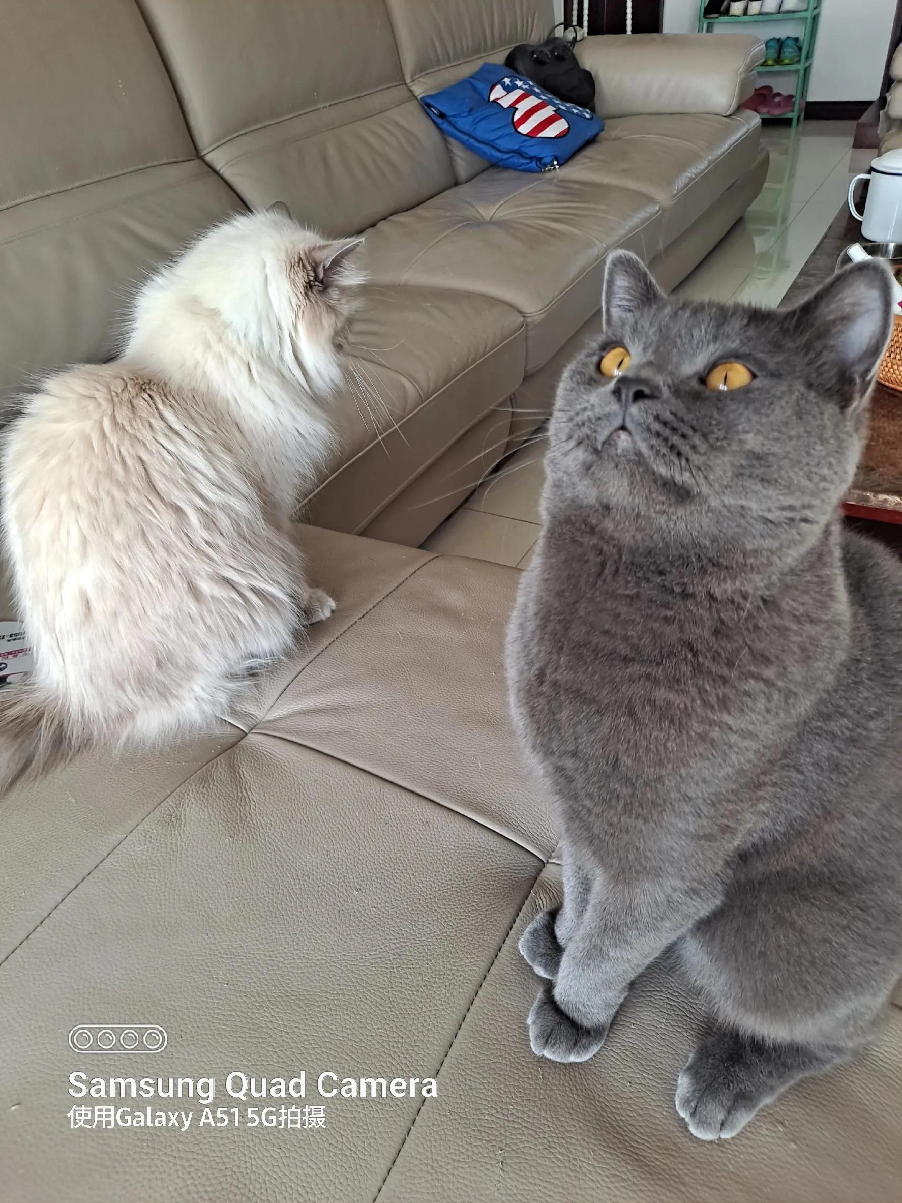 三只小猫的故事,三只小猫的故事感想