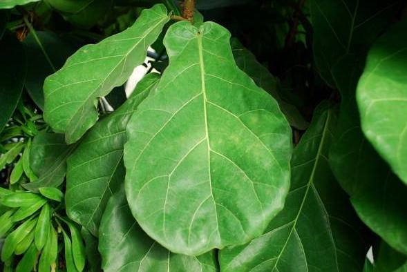 琴叶榕病有哪些症状,琴叶榕病用什么药