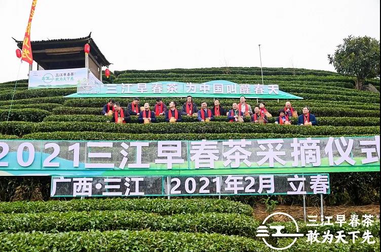2024年新茶开采,新茶即将开采
