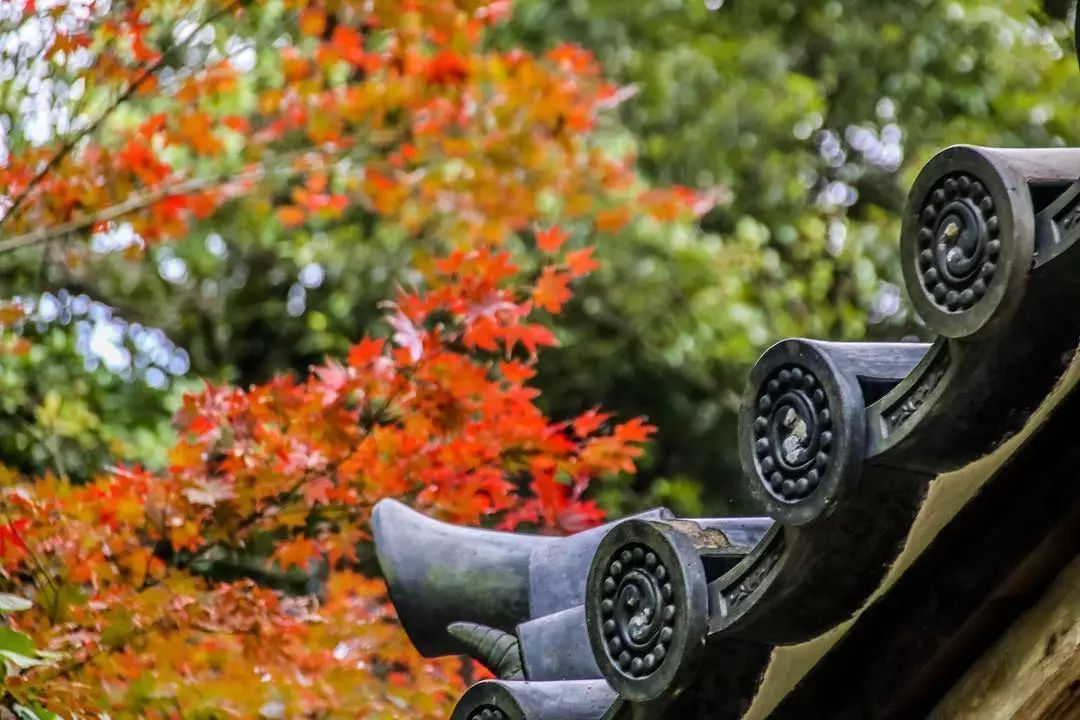 做个‘追枫少女’领略红叶之美！